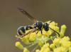 Eumenes sp.